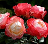 Pianta di rosa NOSTALGIE rosai rosaio fiori piante rose giardino cespuglio siepe