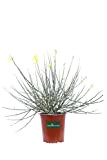 Pianta di Spartium Junceum Pianta di Ginestra pianta da esterno pianta con fiori gialli pianta ornamentale di Ginestra pianta da ...