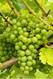 Pianta di Vite pianta di uva vigna da tavola pianta di uva innestata pianta vera di vite venduta da eGarden.store ...