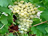 Pianta DI VITE uva vigna da tavola PALATINA RESTISTENTE IN VASO 16 FOTO REALE