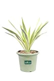 pianta di yucca in vaso yucca in vaso da esterno pianta da balcone pianta da terrazzo pianta vera venduta da ...