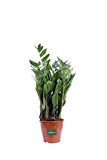 Pianta di Zamioculcas vaso 12 cm pianta da interno pianta d'appartamento pianta ornamentale venduto da eGarden.store