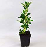 Pianta Euonymus livornese, Vaso 7cm, Altezza 10/15cm