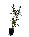 Pianta Gardenia Nana - Dimensione Vaso Vaso 7cm
