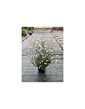 Pianta Gaura - Dimensione Vaso Vaso 18cm, Colori Disponibili Bianco
