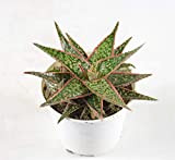 Pianta Grassa Aloe Dorotheae Red, Vaso 10cm, Altezza 5/10cm