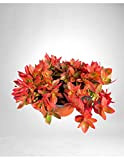 Pianta Grassa Echeveria Red Vaso 20cm