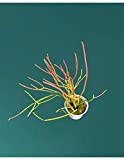 Pianta Grassa Euphorbia Tirucalli Fire Stick
