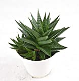 Pianta Grassa Haworthia Limifolia, Vaso 12cm, Altezza 5/10cm