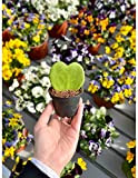 Pianta Grassa Hoya kerrii Vaso 7cm