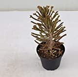 Pianta Grassa Kalanchoe Tubiflora, Vaso 10cm