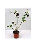 Pianta Hibiscus Syriacus - Dimensione Vaso Vaso 18cm, Colori Disponibili Mix Colori