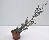 Pianta Juniperus Horizontalis Blue Chip (Ginepro strisciante)