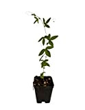 Pianta Passiflora Violacea Vaso 7cm