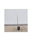 Pianta Ribes Vaso 18cm - Colori Disponibili Nero