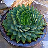 Pianta semi 100pcs / bag di Aloe Vera Semi Evergreen Delicious sano rapida crescita semi di verdure per semi giardino ...