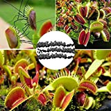 Pianta semi 50 pc / sacchetto Semi di Dionaea muscipula Facile Decorative Plant Mini Garden Dionaea muscipula Semi per Semi ...