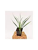 Pianta Yucca Rostrata vaso 7cm,Altezza 10/15cm
