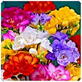 Piantagione e giardinaggio semplici, Bulbi di fiori misti di Fresia, piantagione da interni ed esterni, fiori profumati-5Bulbi