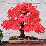 Piante bonsai in acero rosso, 20 pezzi, per piante bonsai, ideale per fai da te, casa, giardino, bonsai in acero, ...