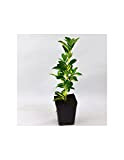 Piante di Euonymus Livornese (Kit da 3 piante) Vaso 7cm