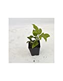 Piante di Passiflora (Kit da 20 piante) Vaso 7cm