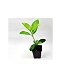 Piante di Viburno Lucido (Kit da 3 piante) Vaso 7cm