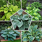 Piante hosta / Hosta/5 confezioni di piante miste/radice di nudo resistente invernale per piante e arbusti-5 Rizoma