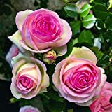 Pierre de Ronsard®,(o Eden Rose®) rosa in vaso di Rose Barni®, pianta rampicante rifiorente a grandi fiori, h.raggiunta 3.5 metri, ...