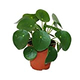 Pilea Peperomioides - Lefse Plant - Chinesise Money Tree - Belly Button Plant in a 11cm pot
