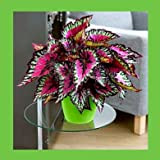 Pinkdose 100 pezzi semi Begonia, semi di fiori in vaso, piante begonia per mini giardino, varietà completa, l'erba tasso del ...