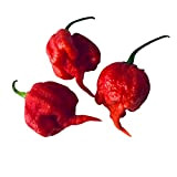 Pinkdose® 100 SEMI - 100% di semi di peperoncino rosso fresco genuino"Carolina Reaper" genuini (peperoncino piccante) Semi di ortaggi biologici ...
