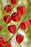 Pinkdose 20 PZ Frutta di Ribes Rosso pianta Pan-American UVA Spina Lanterna Frutta Physalis Paesaggio Giardino di casa per Vaso ...
