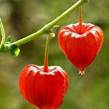 Pinkdose 20 PZ Frutta di Ribes Rosso pianta Pan-Americana UVA Spina Lanterna Frutta Physalis Paesaggio Giardino di casa per Vaso ...