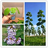 Pinkdose 200 Pz/borsa paulonia albero piante in vaso piante da giardino a crescita rapida famiglia giardino piante bonsai decorazione