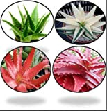 Pinkdose Aloe vera pianta verde semi rossi semi aloe vera, e bianco aloe vera semi Seed