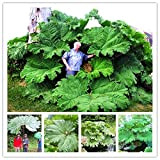 Pinkdose impianto di Gunnera Manicata Chiamato anche pianta gigante rabarbaro crescere in ombra parziale enormi foglie delle piante all'aperto nel ...