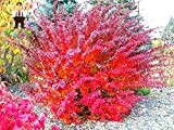 Pinkdose piante 100pcs Red Crespino Berberis thunbergii piante ornamentali crespino giapponese, Thunberg & # 39 molto popolare; s piante del ...
