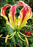 Pinkdose TROPICA - African Climbing Lily (Glory Lily) (Gloriosa rothschildiana) - 15 Seeds - Africa