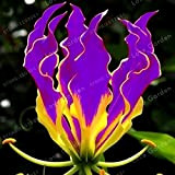 Pinkdose ZLKING 1 pezzo di bulbi di giglio di fiamma viola Gloriosa Superba L. Fiore nazionale dello Zimbabwe: viola