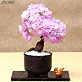 Pinkdose ZLKING 10 pezzi viola giapponese Sakura bonsai mini albero reale orientale perenne vita fiori di ciliegio al coperto giardinaggio