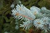 Pino Abete Argentato"Picea Pungens Glauca" Abete Blu del Colorado in vaso ø18 cm
