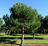 Pino da pinoli domestico"Pinus pinea" pianta in vaso da 2 litri h. 60/80 cm
