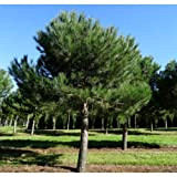 Pino da pinoli domestico"Pinus pinea" pianta in vaso da 2 litri h. 100/120 cm