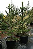 Pino del Cile"Araucaria araucana" Pino del Paranà pianta in vaso ø19 cm h. 25/30 cm