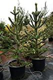 Pino del Cile"Araucaria araucana" Pino del Paranà pianta in vaso ø21 cm h. 30/40 cm