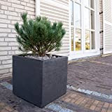 Pino mugo"Pinus mughus" pianta officinale in vaso ø15 cm
