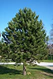 Pino nero"Pinus nigra" pianta in vaso ø19 cm h. 80/100 cm