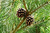 Pino silvestre prebonsai"Pinus sylvestris" pianta a cespuglio in vaso ø13 cm