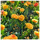 Plant & Bloom – Bulbi da fiore, tulipani Camaleonte a doppio fiore dall’Olanda - 25 bulbi, piantagione autunnale, facile da ...